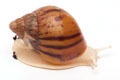 Achatina achatina achatina Nigeria F1 typ 2 albino body juvenil